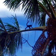 Spider monkey on a palm tree